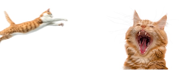 8Dio「Catmosphere(Meow)」猫の鳴き声・効果音・アンビエント素材を収録!猫の鳴き声を楽器として活用できる無料Kontakt音源|DTMプラグインセール